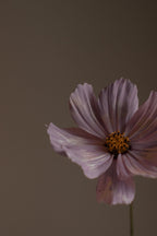Inviting Violet Sandalwood 120 ml Reed Diffuser