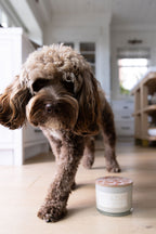 Cozy Sand + Paws Spiced Gingerbread 12 oz scented candle