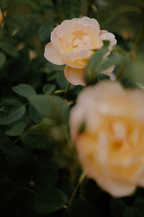 Elegant Rose of Nowhere 50ml Perfume Oil Rollerball