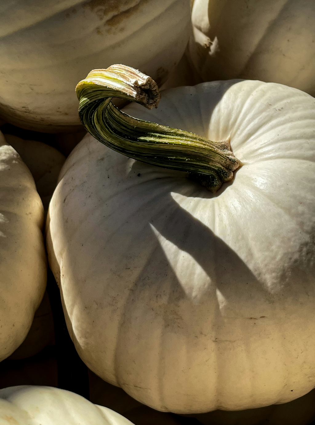 Aromatic White Pumpkin 100 ml Room Spray