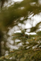 Cozy Pine & Sage 24 oz scented candle