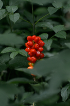 Inviting Berry Currant 100 ml Reed Diffuser