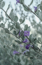 Inviting Eucalyptus & Lavender 100 ml Reed Diffuser