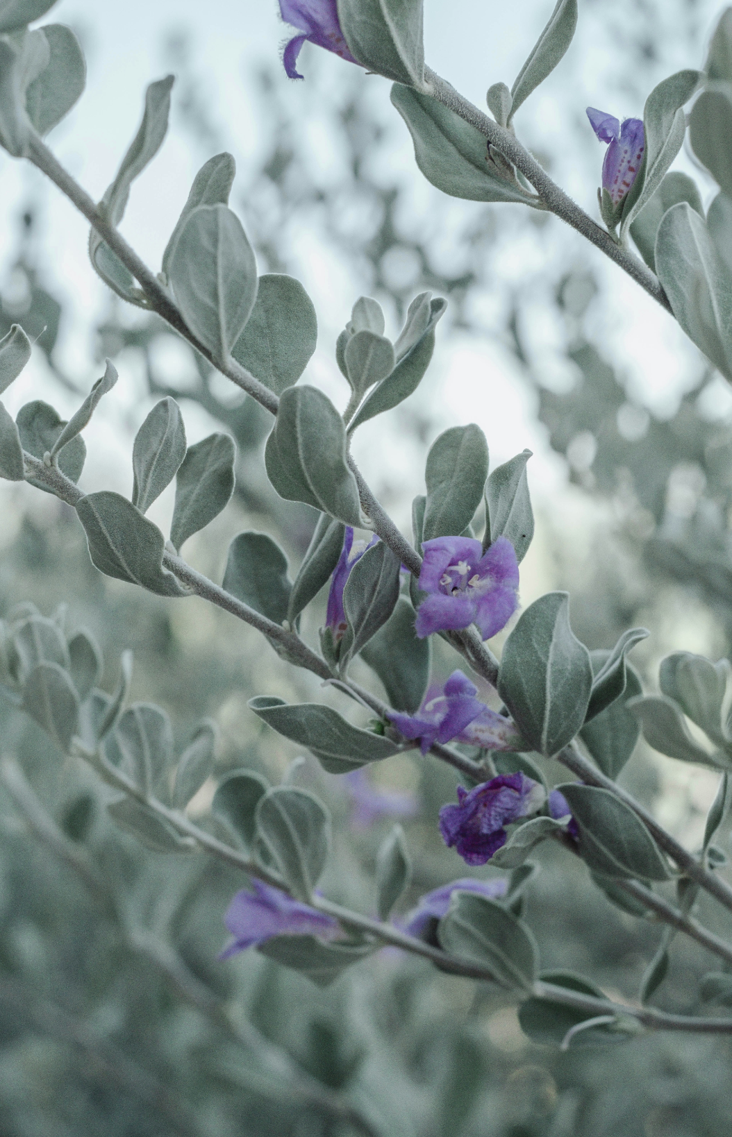 Inviting Eucalyptus & Lavender 100 ml Reed Diffuser