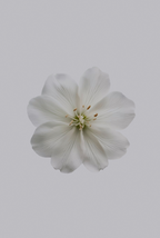 Inviting Fresh Jasmine 180 ml Reed Diffuser