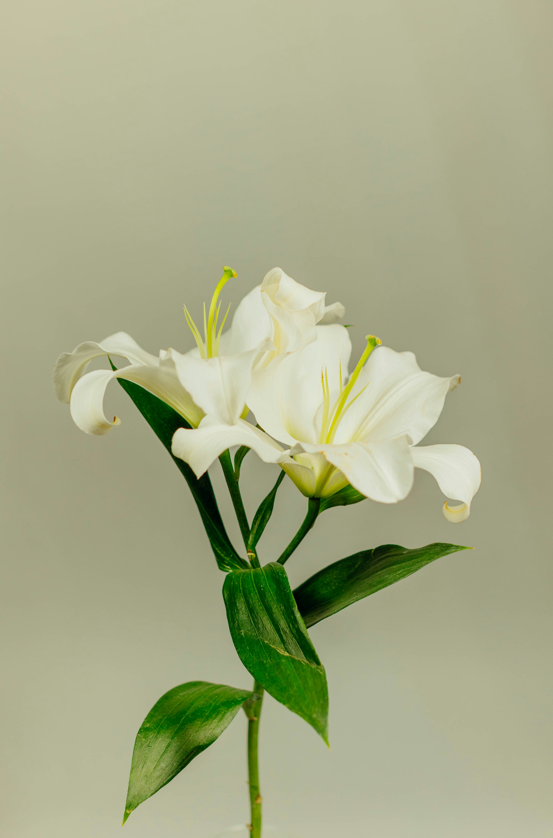 Inviting Gardenia 100 ml Reed Diffuser