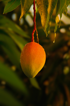 Signature Guava Mango 25.4 oz All-Purpose Spray Cleaner