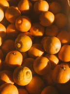 Cozy Sand + Paws Golden Citrus 12 oz scented candle