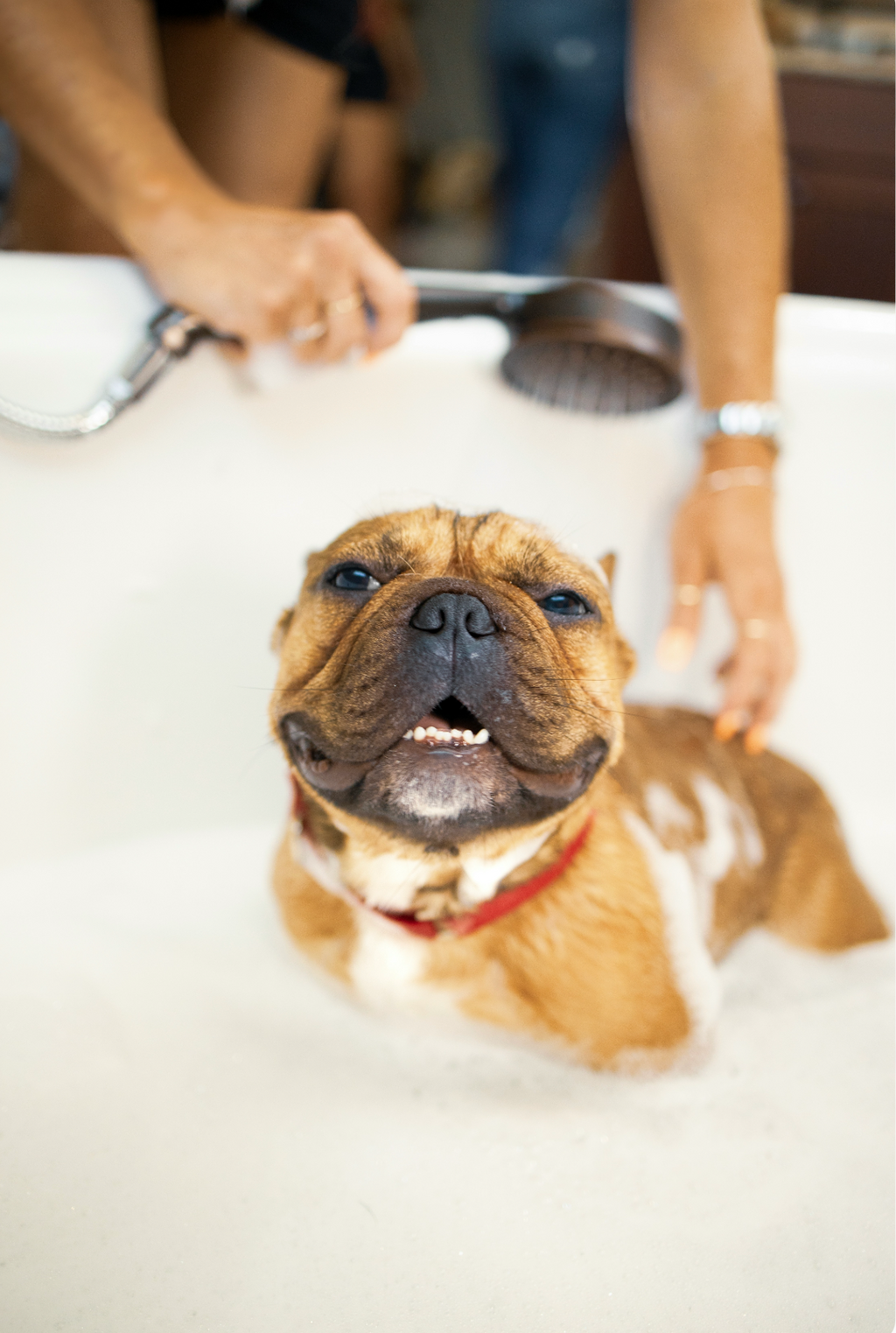 Stylish Sand + Paws Pet Shampoo & Conditioner - California Beach House