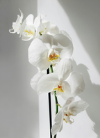 Signature Vanilla Orchid 16.9 oz Whipped Body Butter