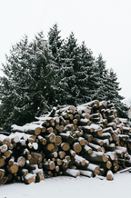 Cozy Firewood & Silver Fir 6 oz scented candle